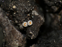 Lachnellula resinaria