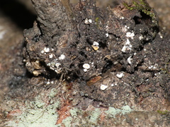 Lachnellula resinaria