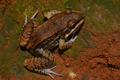 Leptodactylus mystacinus