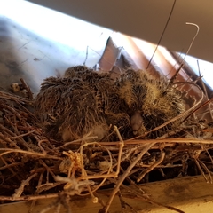 Streptopelia senegalensis