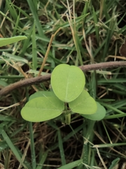 Grona heterocarpos