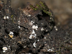 Lachnellula resinaria