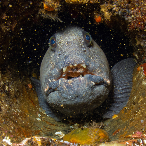 Atlantic wolffish (Anarhichas lupus) — Anarhichadidae — 3