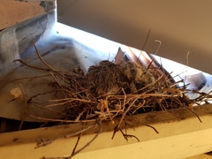 Streptopelia senegalensis