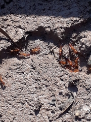 Camponotus baldaccii