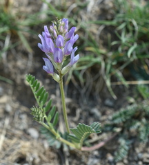 Astragalus tibetanus