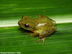 Pseudophilautus asankai