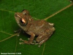 Pseudophilautus bambaradeniyai