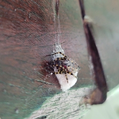 Alpaida alticeps
