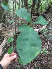 Pisonia aculeata image