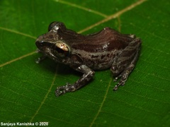 Pseudophilautus hypomelas