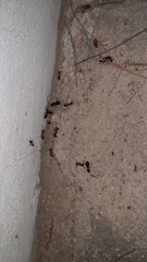 Camponotus thoracicus