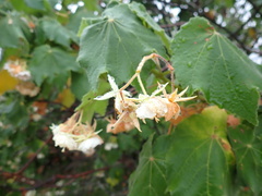 Dombeya burgessiae