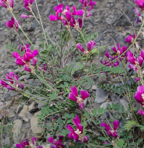 Hedysarum naudinianum
