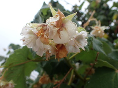 Dombeya burgessiae