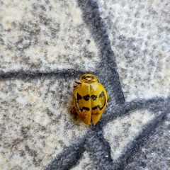 Chauliognathus spinipennis