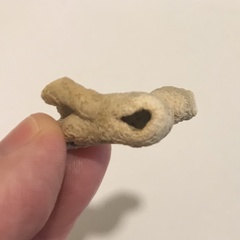 Schizoporella pungens