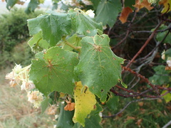 Dombeya burgessiae