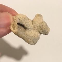 Schizoporella pungens