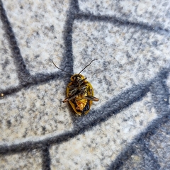 Chauliognathus spinipennis