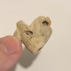 Schizoporella pungens