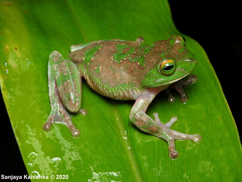 Kelaart's Starry Shrub Frog