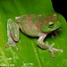 Kelaart's Starry Shrub Frog - Photo (c) Sanjaya Kanishka, some rights reserved (CC BY-NC), uploaded by Sanjaya Kanishka