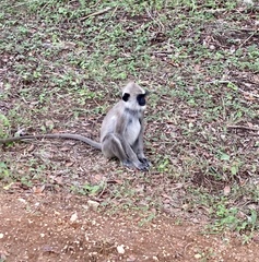 Semnopithecus priam thersites