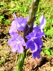 Stachytarpheta frantzii