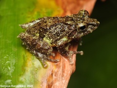 Pseudophilautus schmarda