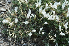 Astragalus brevifolius