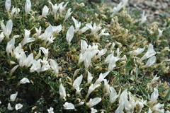 Astragalus brevifolius