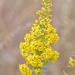 Showy Goldenrod Species Complex - Photo (c) Mark Kluge, some rights reserved (CC BY-NC-ND), uploaded by Mark Kluge