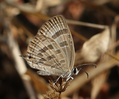 Jamides celeno celeno