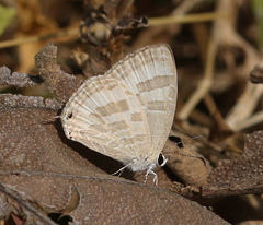 Jamides celeno celeno