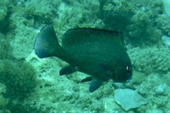 Plectorhinchus sordidus