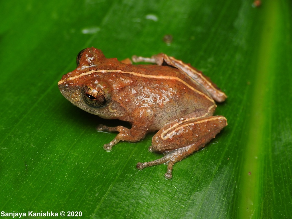 Bambaradeniya's Shrub Frog
