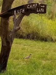 Rhinoptilus chalcopterus