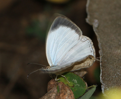 Jamides celeno celeno