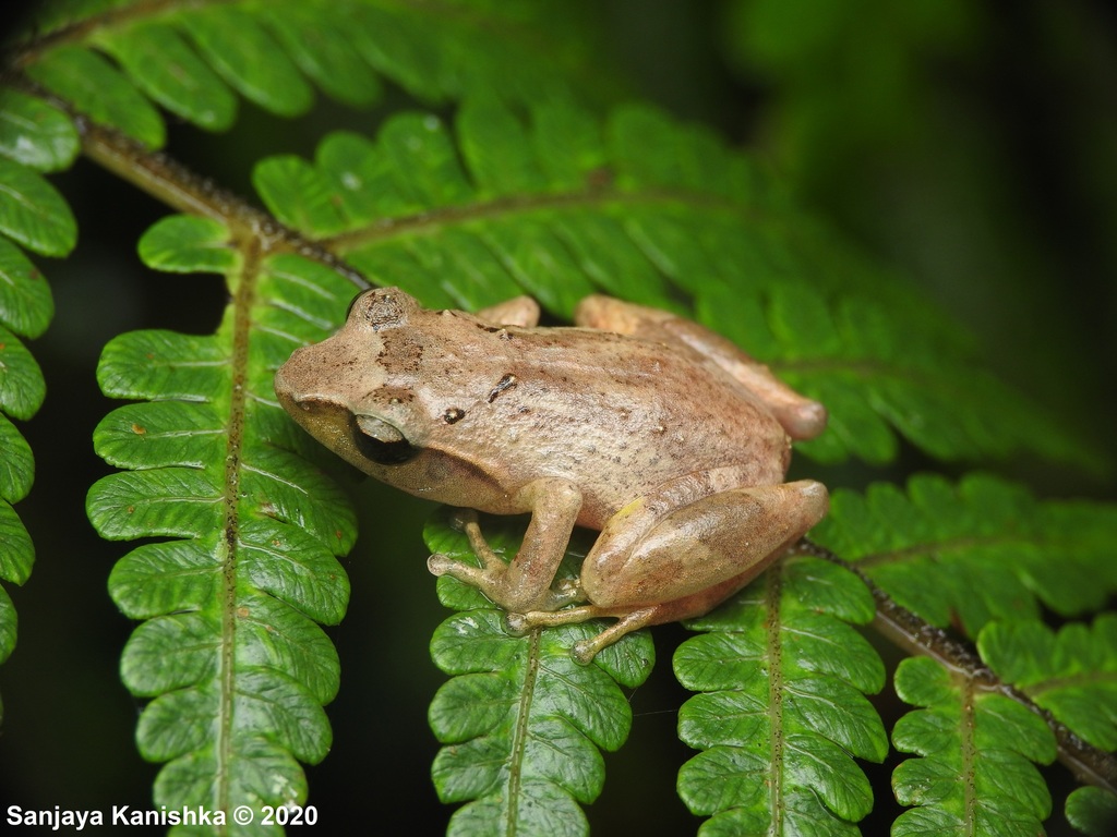Blue-Thighed Shrub Frog