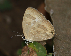 Jamides celeno celeno