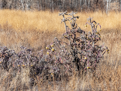 Cylindropuntia whipplei