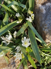 Ornithogalum lanceolatum