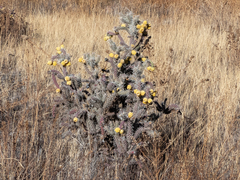 Cylindropuntia whipplei
