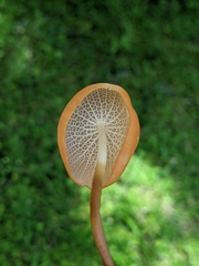 Marasmius cladophyllus