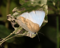 Jamides celeno celeno