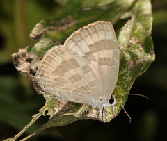 Jamides celeno celeno