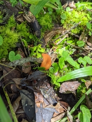 Marasmius cladophyllus