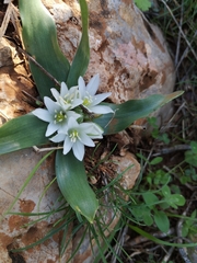 Ornithogalum lanceolatum