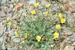 Potentilla astragalifolia